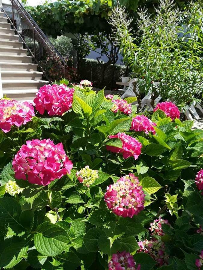 Apartmani Rita Kiwi Novigrad Istria Esterno foto